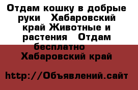 Отдам кошку в добрые руки - Хабаровский край Животные и растения » Отдам бесплатно   . Хабаровский край